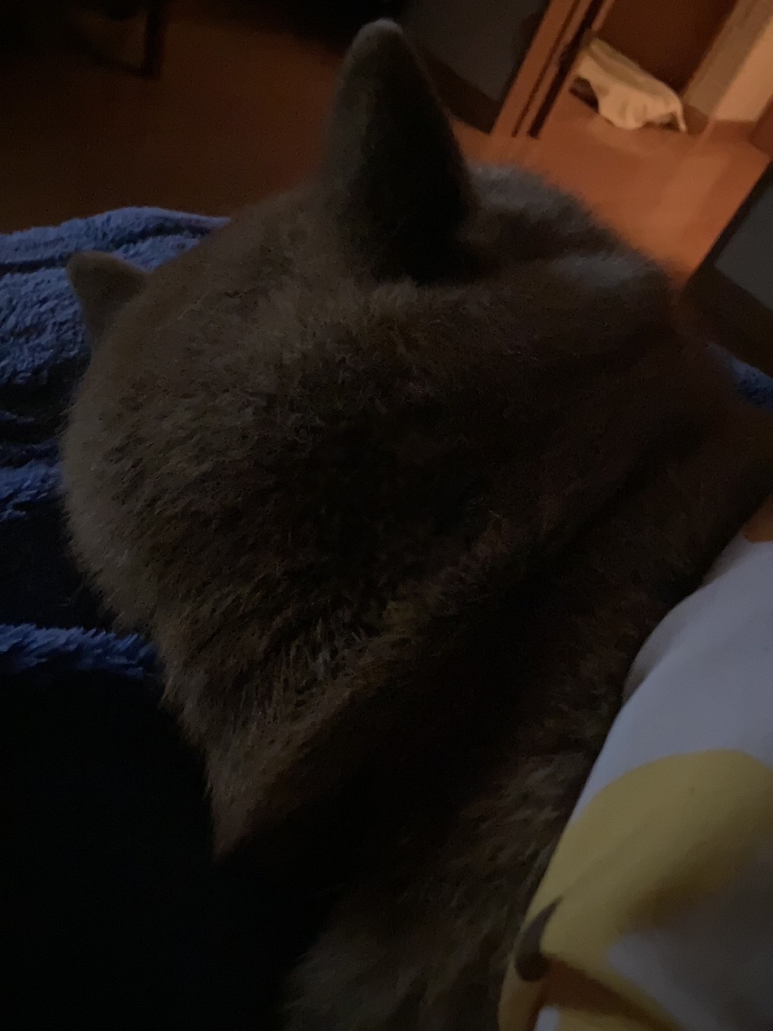 豆柴?さくらをご紹介します! フェニックストーヨー住器のブログ 写真2