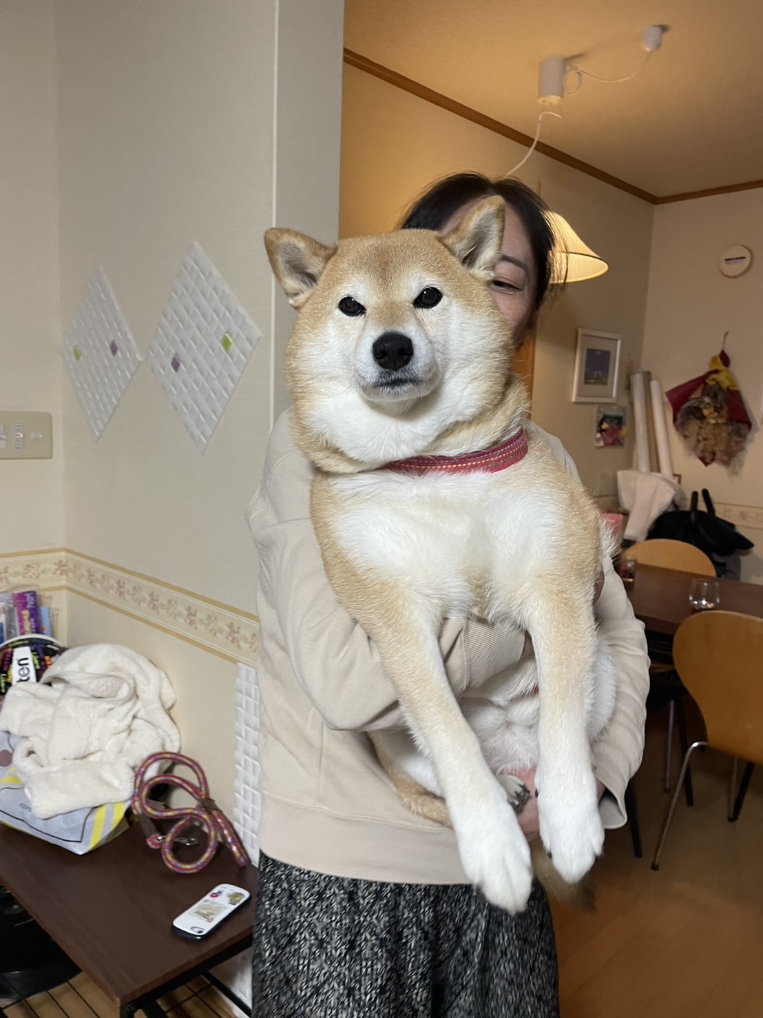 豆柴?さくらをご紹介します! フェニックストーヨー住器のブログ 写真1