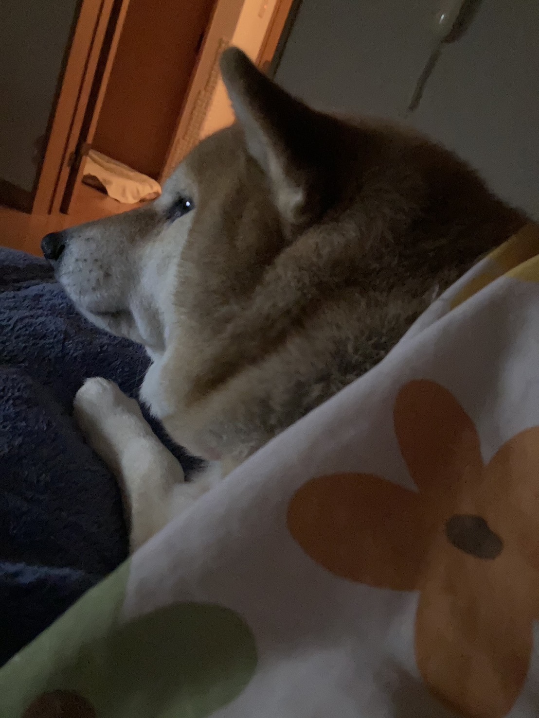 豆柴?さくらをご紹介します! フェニックストーヨー住器のブログ 写真3