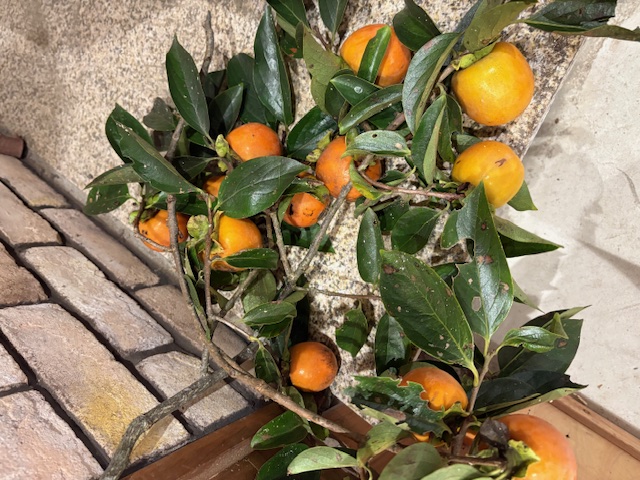 秋🎃 大西アルミ建材 京丹後店のブログ 写真2