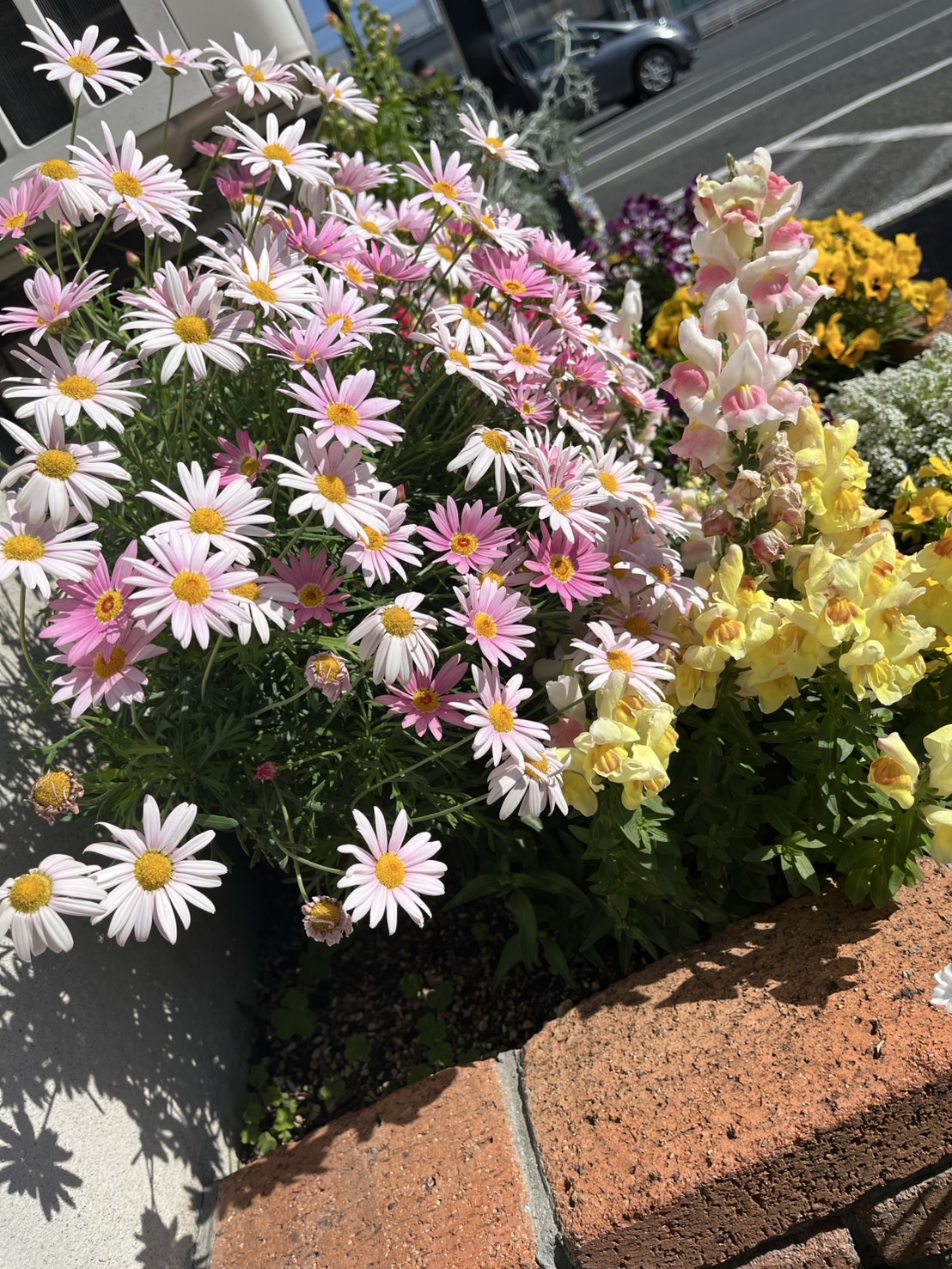 お花畑 フクイM&Cのブログ 写真2