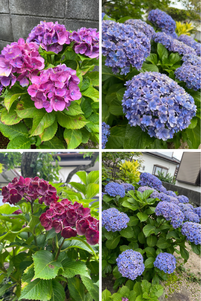 紫陽花の季節 フクイM&Cのブログ 写真1