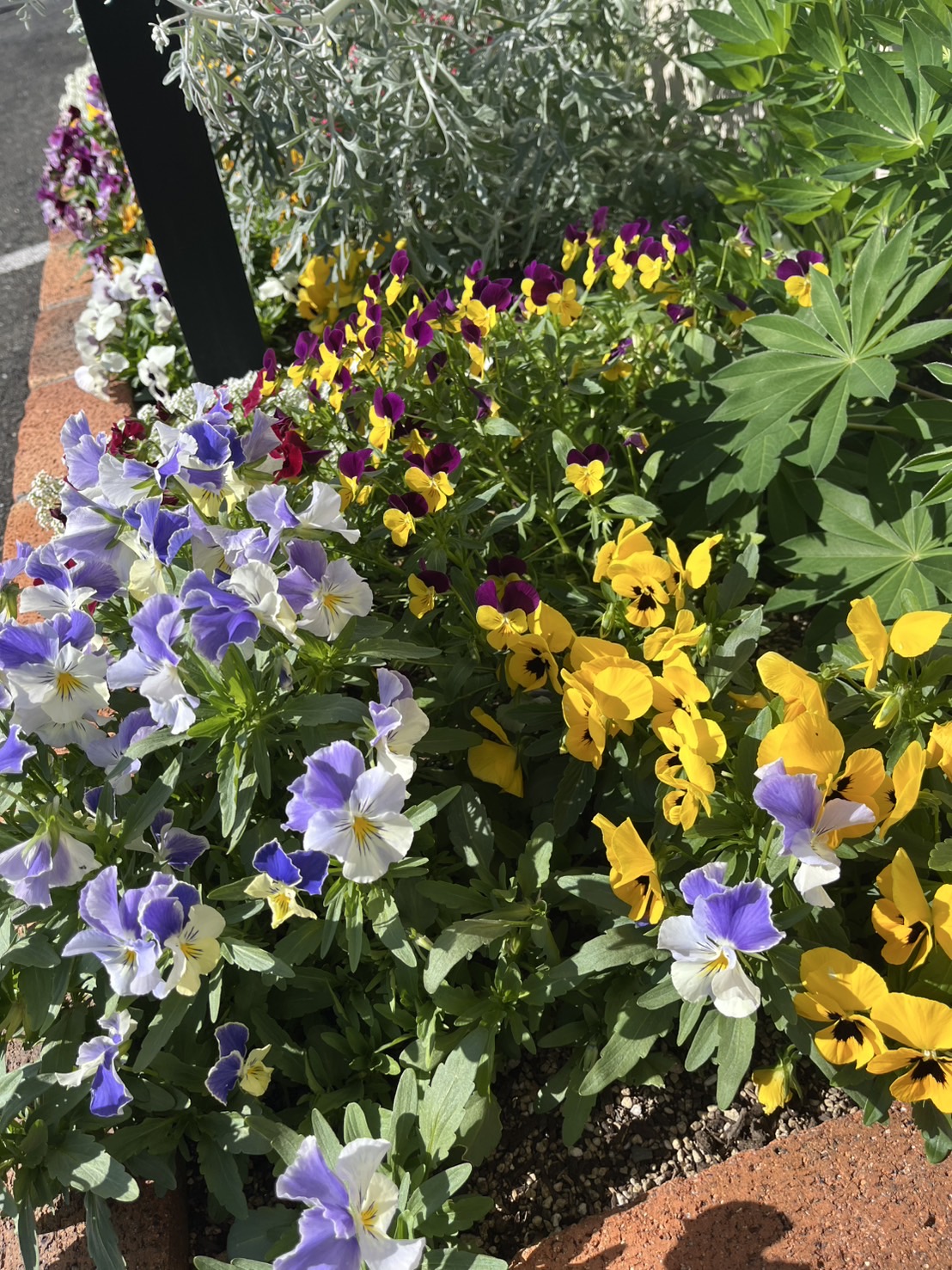 お花畑 フクイM&Cのブログ 写真1