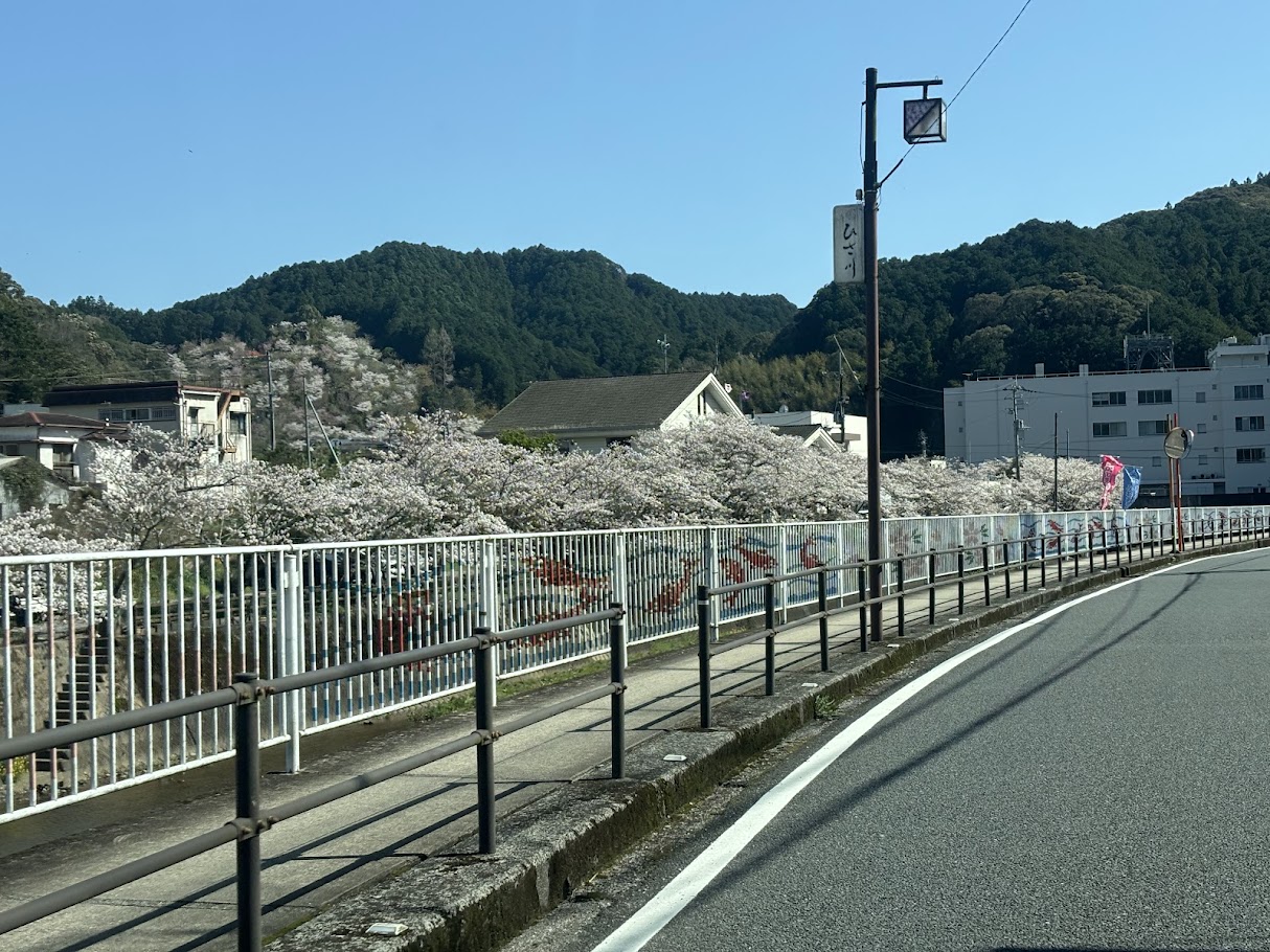 櫻もち　佐川名物　にしむらパン 土佐トーヨー住器のブログ 写真1