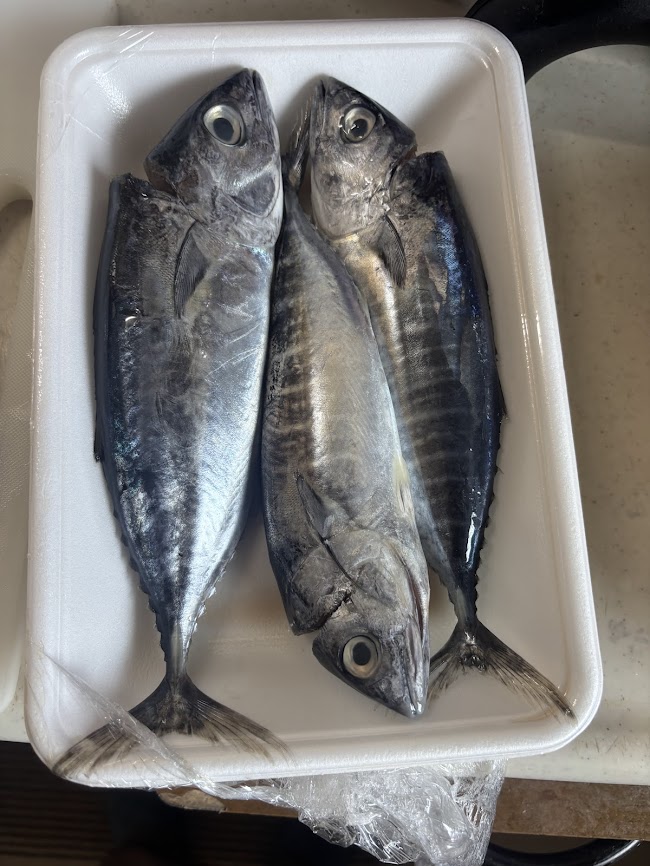 マグロの新子　ヨコワ 土佐トーヨー住器のブログ 写真1