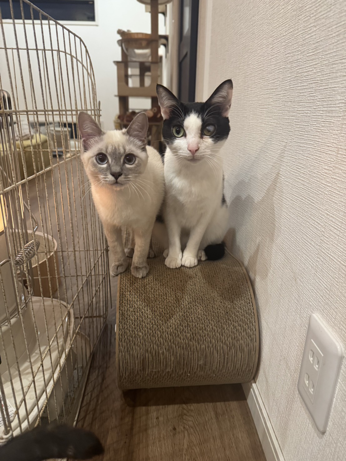 【事務員の日常ブログ】子猫緊急保護！！！ 二宮トーヨー住器のブログ 写真7