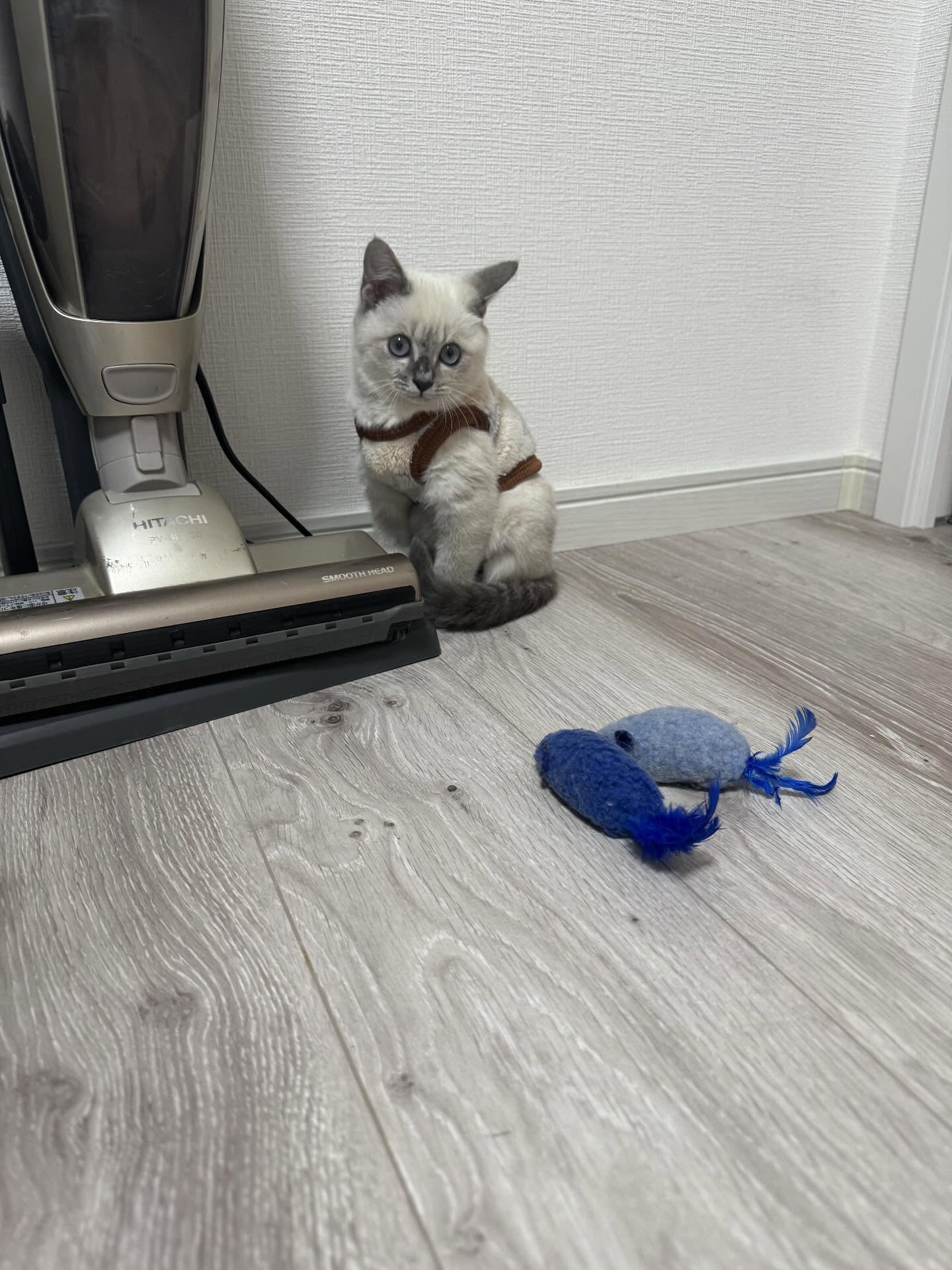 【事務員の日常ブログ】子猫緊急保護！！！ 二宮トーヨー住器のブログ 写真3