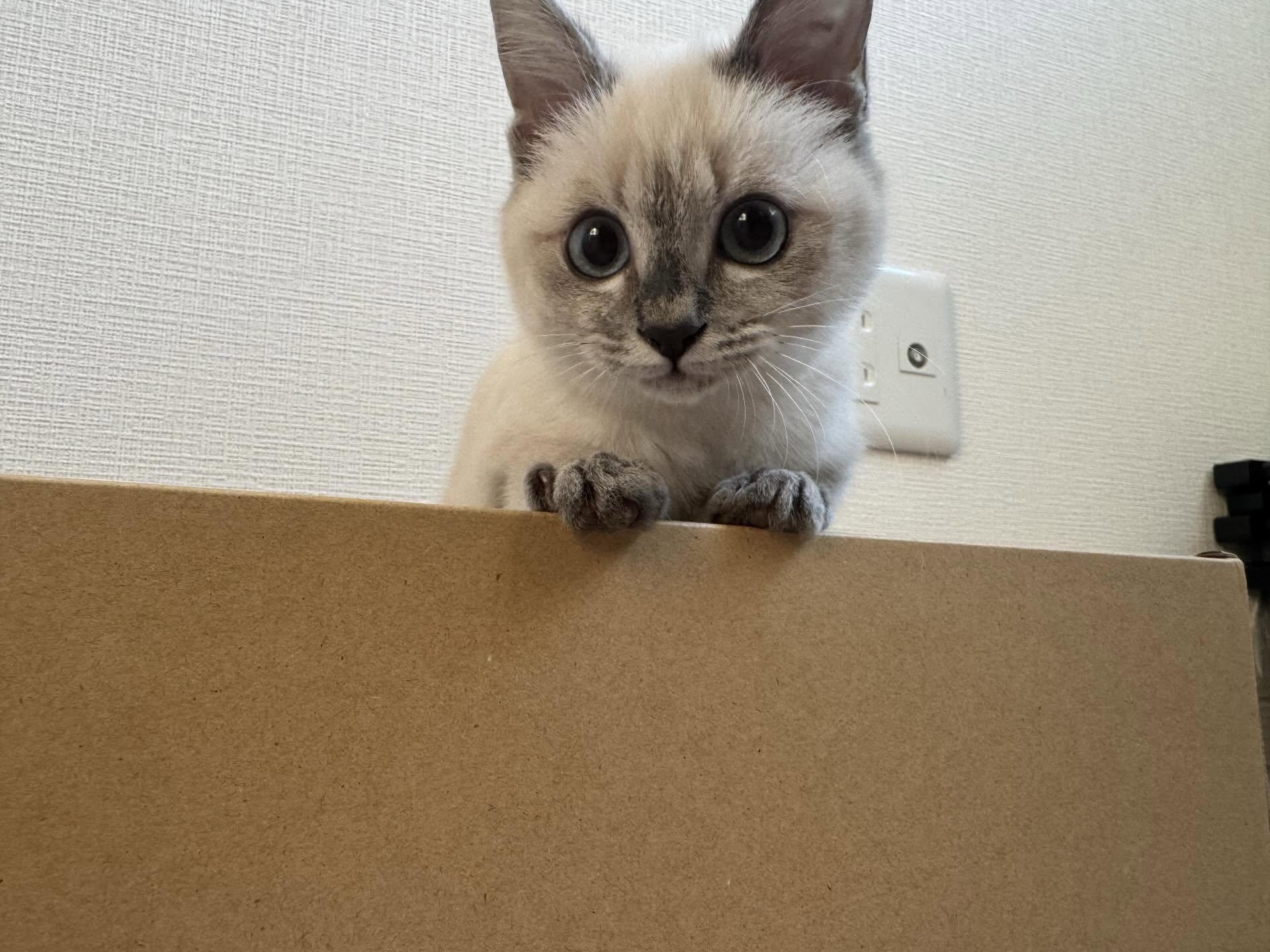 【事務員の日常ブログ】子猫緊急保護！！！ 二宮トーヨー住器のブログ 写真4