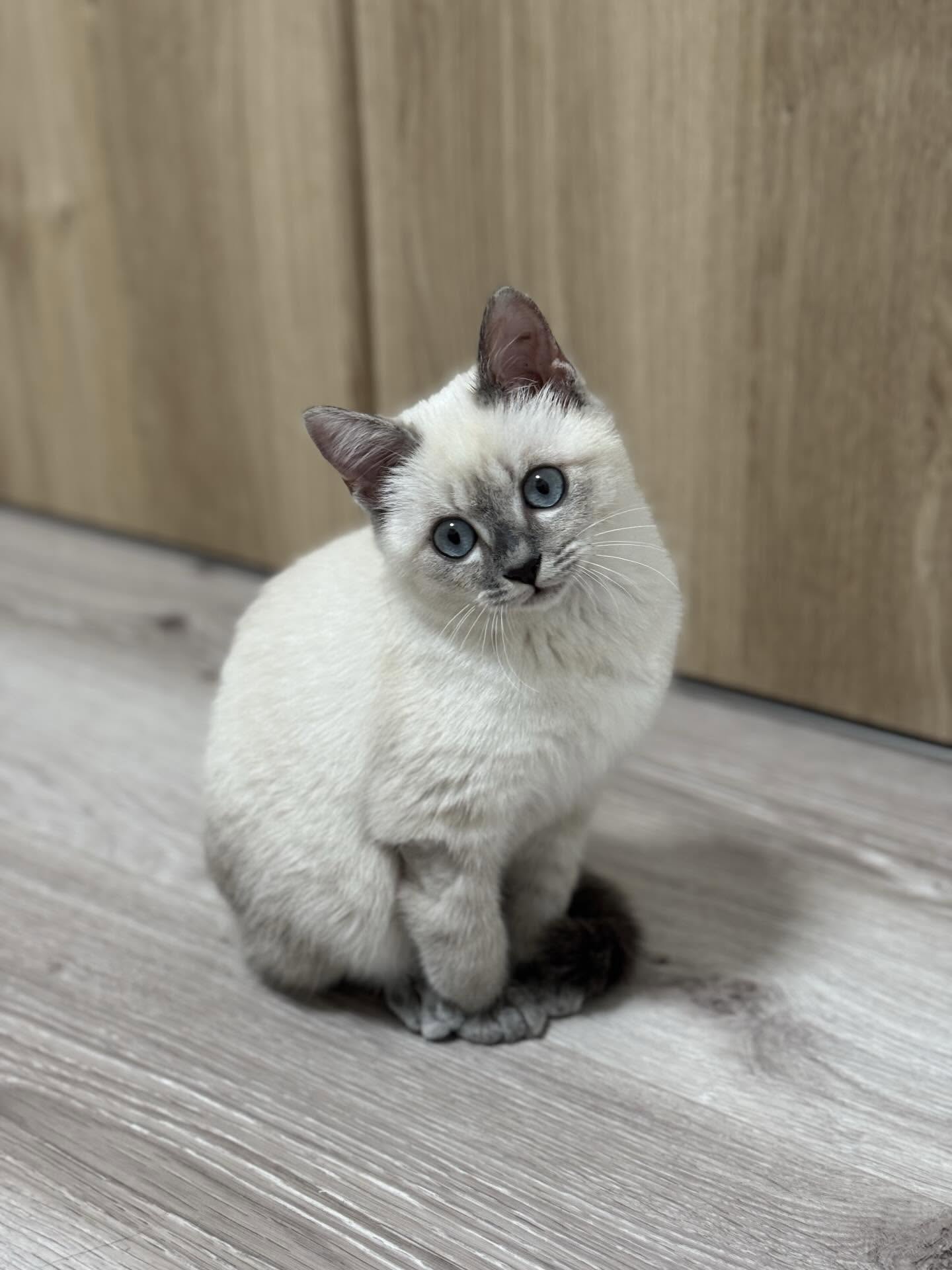 【事務員の日常ブログ】子猫緊急保護！！！ 二宮トーヨー住器のブログ 写真2