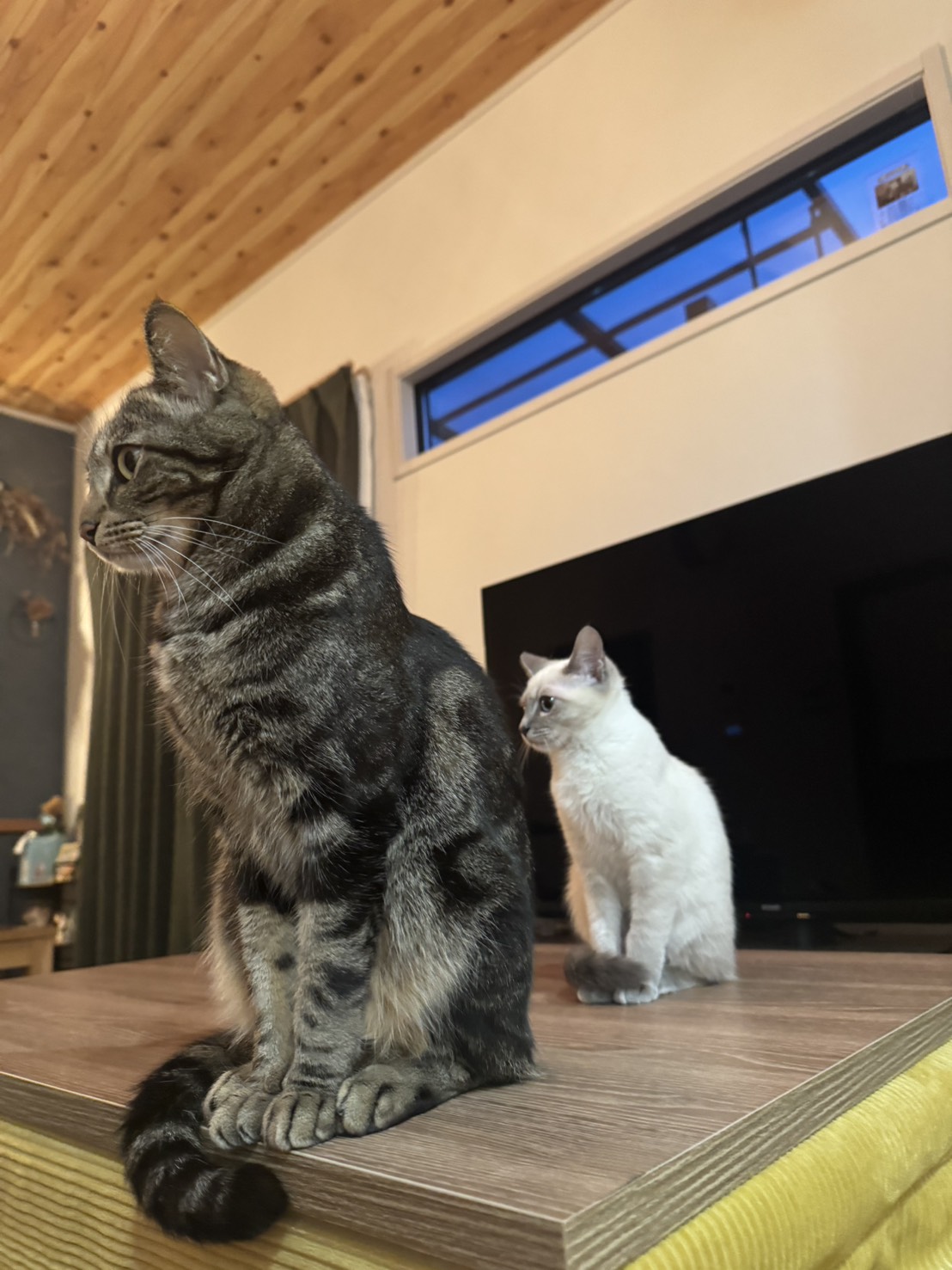 【事務員の日常ブログ】子猫緊急保護！！！ 二宮トーヨー住器のブログ 写真6