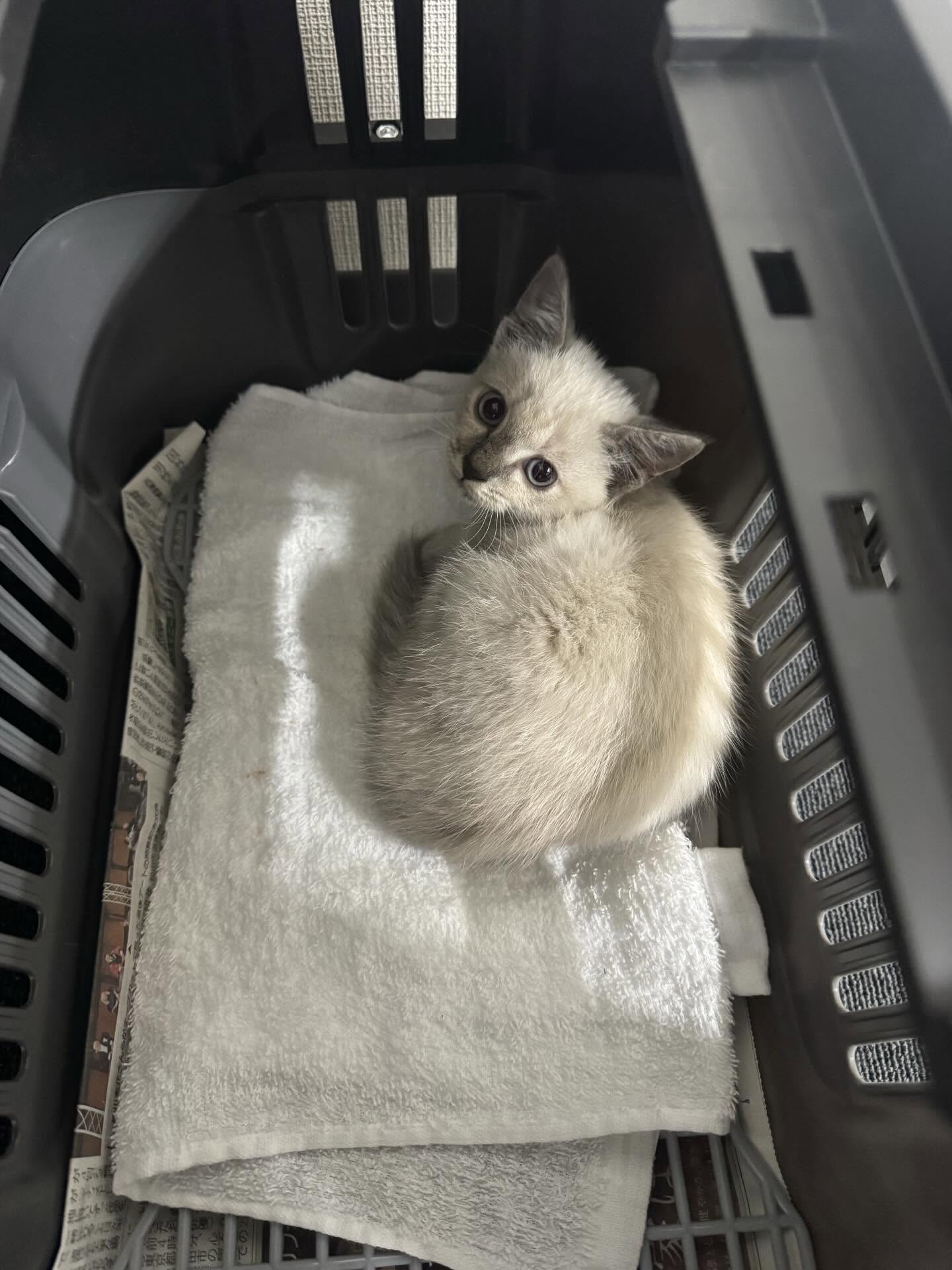 【事務員の日常ブログ】子猫緊急保護！！！ 二宮トーヨー住器のブログ 写真1