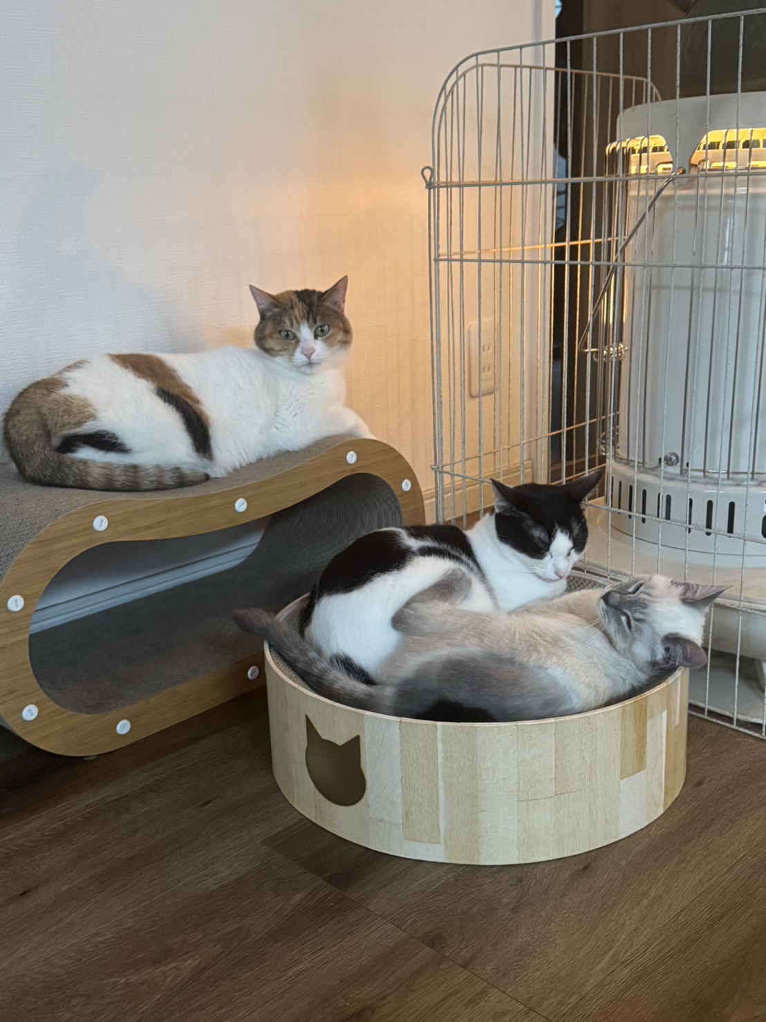 【事務員の日常ブログ】子猫緊急保護！！！ 二宮トーヨー住器のブログ 写真5