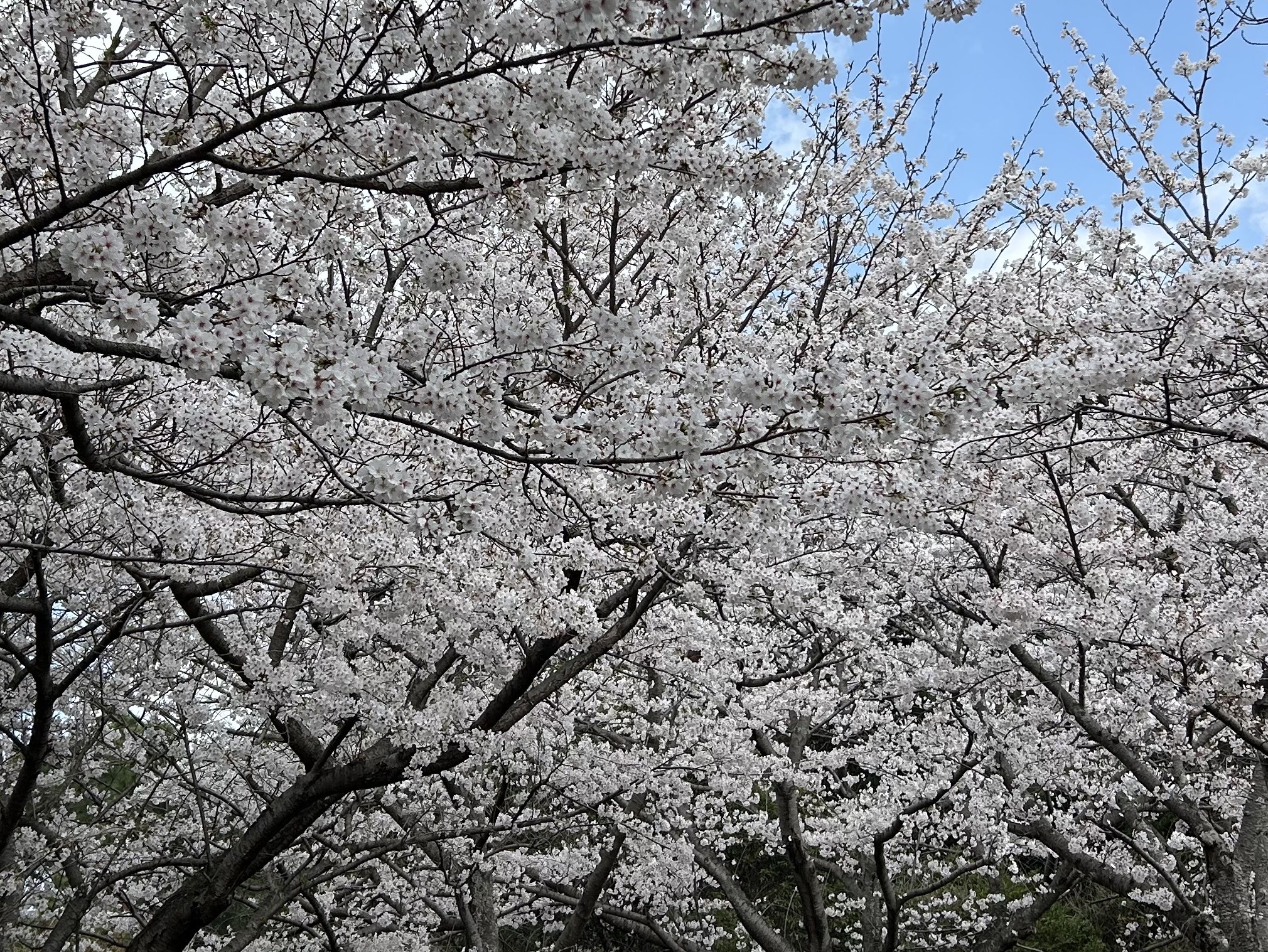 桜🌸🌸🌸 ワタヤサイズのブログ 写真1