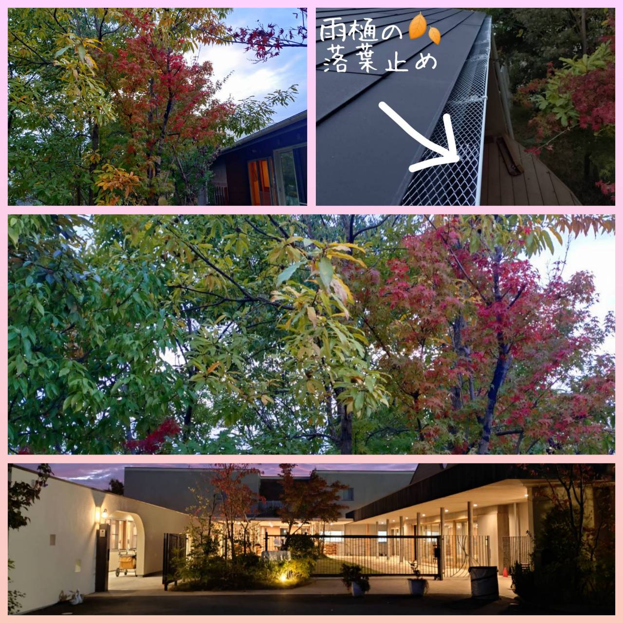 紅葉の季節になりました。 ワタヤサイズのブログ 写真1