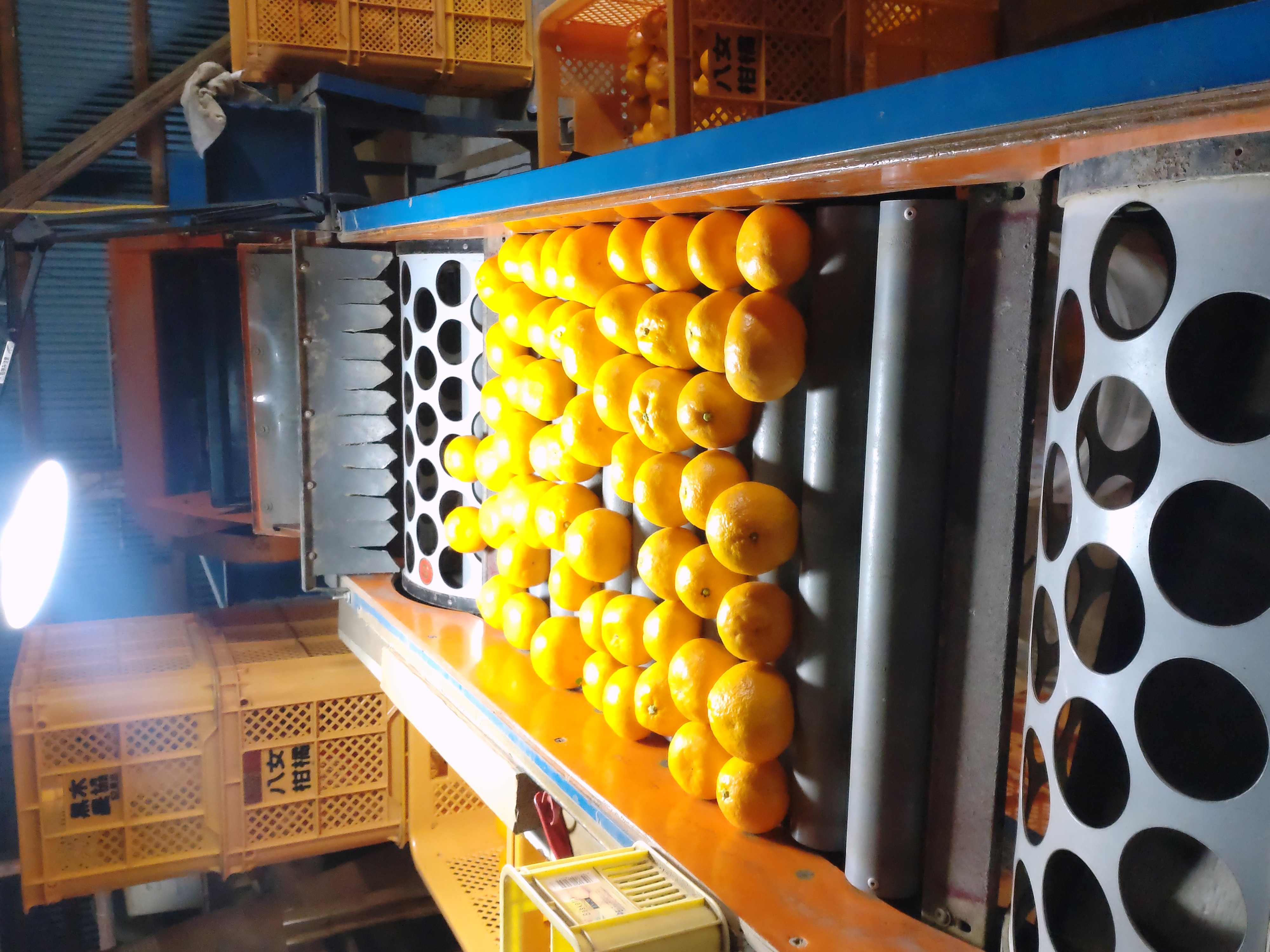ミカンの選別機械🍊 ワタヤサイズのブログ 写真1
