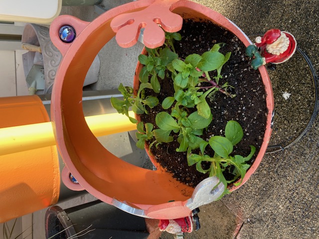 ☆Merry☆Christmas☆・・・☆ 新光堂のブログ 写真6