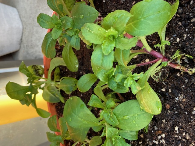 ☆Merry☆Christmas☆・・・☆ 新光堂のブログ 写真7