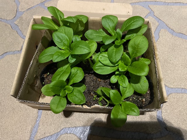 ☆Merry☆Christmas☆・・・☆ 新光堂のブログ 写真3