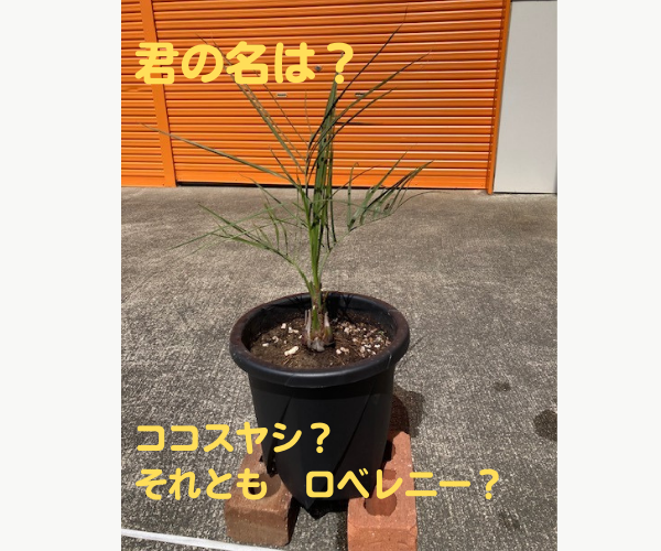 鉢植えをいただきました ᵗʱᵃᵑᵏᵧₒᵤ✦*｡　大切に育てます♪ 新光堂のブログ 写真2