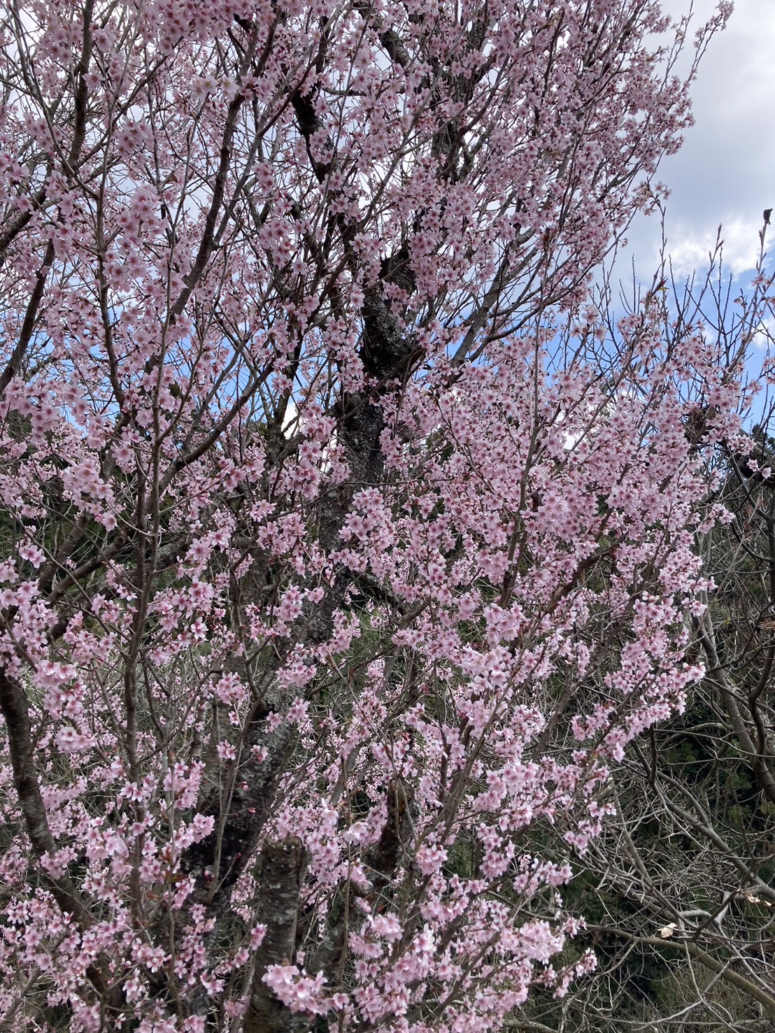 紅山桜 東福岡トーヨー住器のブログ 写真1