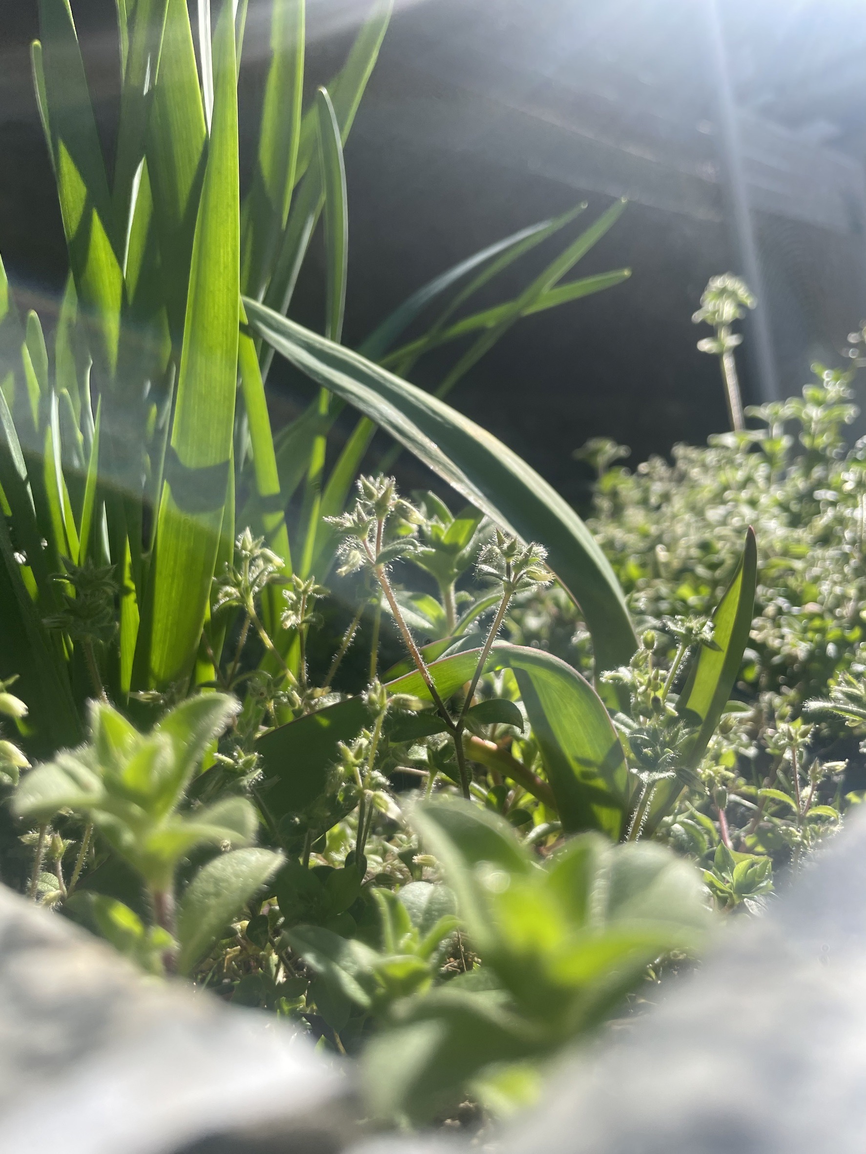 パートナー鷹取店＊植物②＊ パートナー鷹取店のブログ 写真1