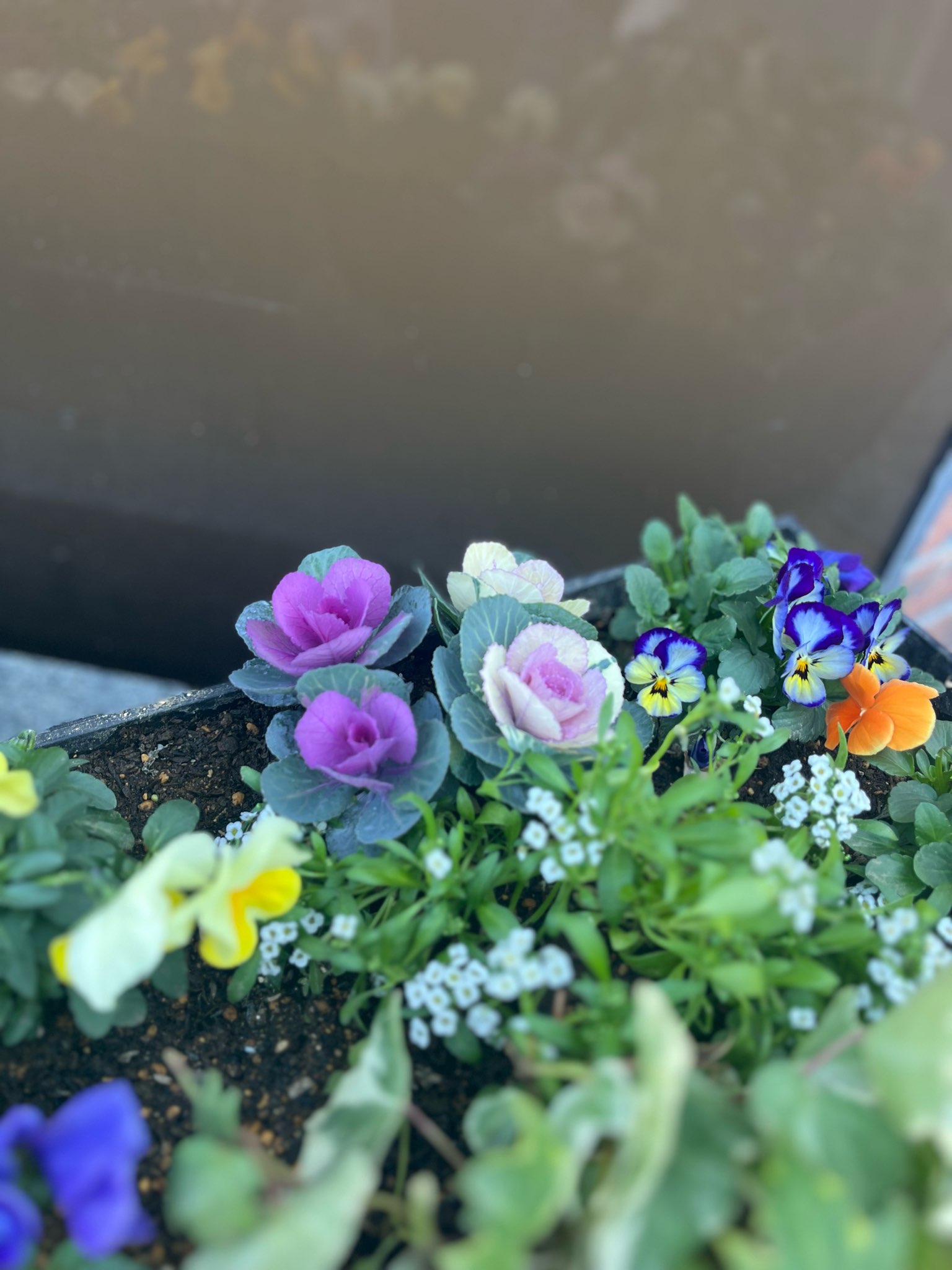 お店前のお花が変わりました！！ パートナー鷹取店のブログ 写真1