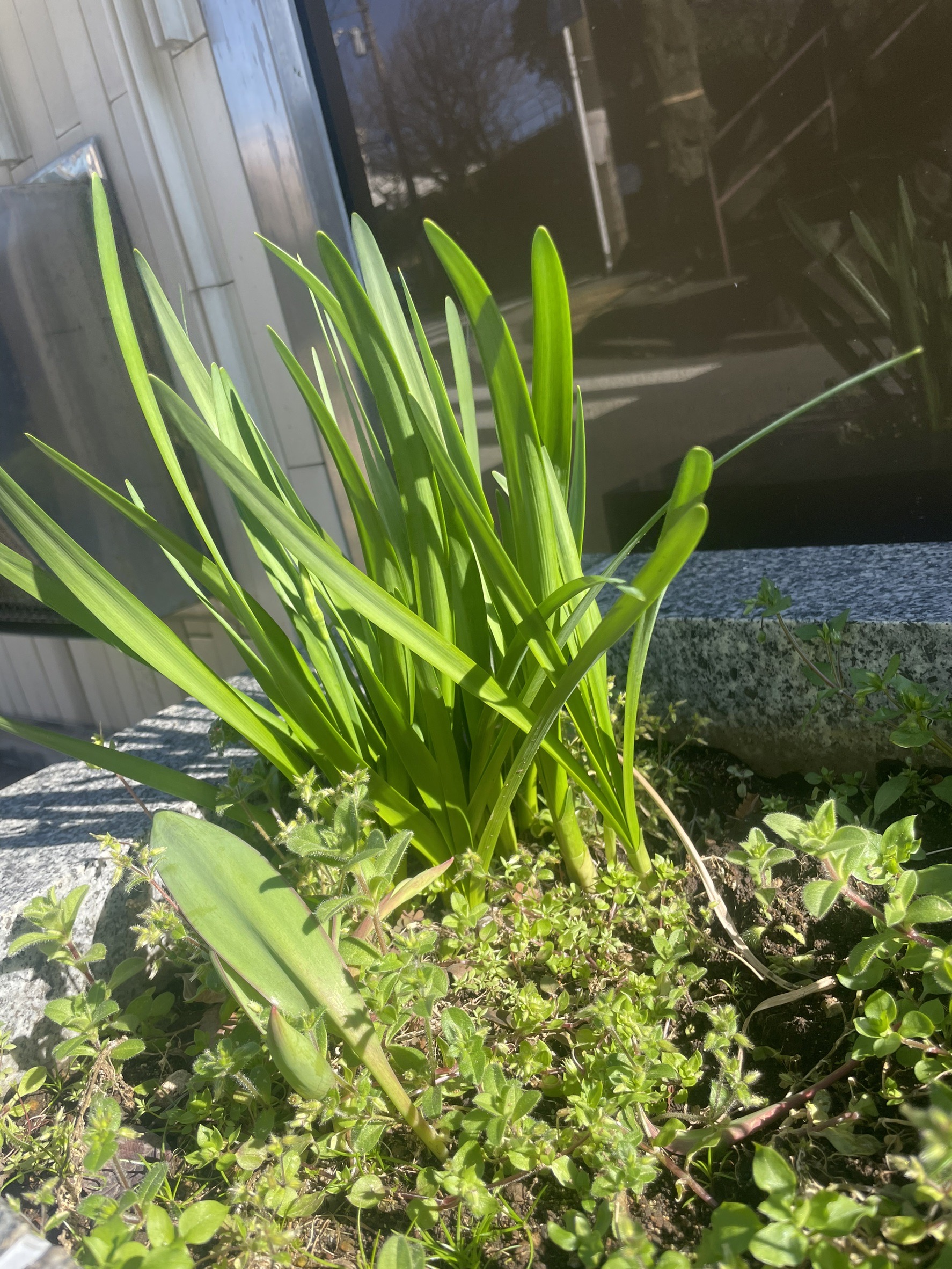 パートナー鷹取店＊植物②＊ パートナー鷹取店のブログ 写真2