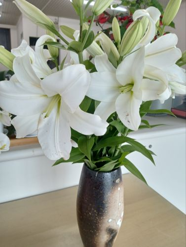 季節の花 まどありー。本庄本店のブログ 写真1