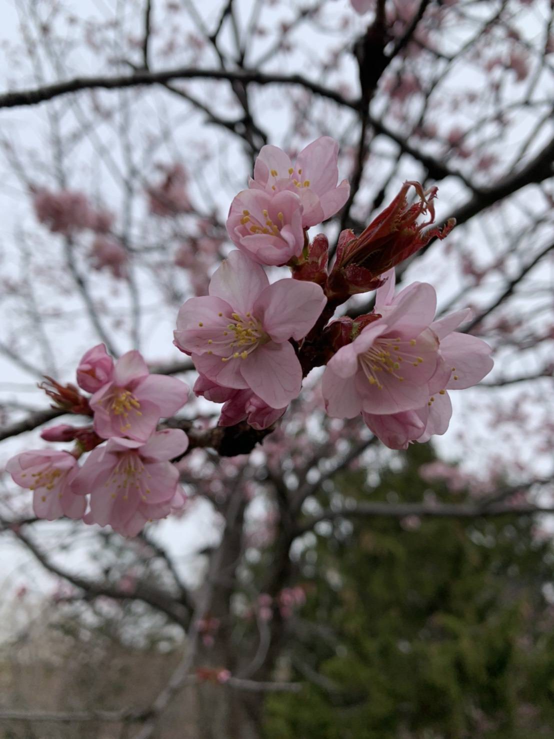 春ですね＾＾ ダルパのブログ 写真1