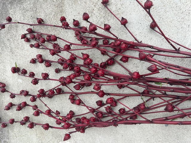 ローゼル??? 鶴谷トーヨーテックのブログ 写真1