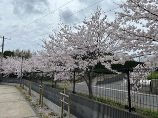 ❀桜が見頃です❀ 鶴谷トーヨーテックのブログ 写真2