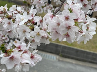 ❀桜が見頃です❀ 鶴谷トーヨーテックのブログ 写真4