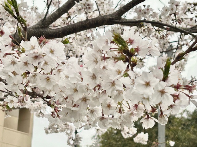 ✿満開になりました✿ 鶴谷トーヨーテックのブログ 写真4