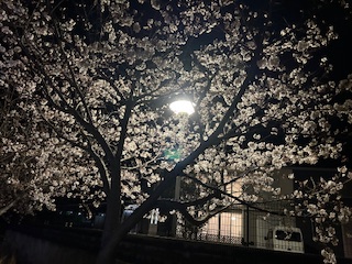 ❀桜が見頃です❀ 鶴谷トーヨーテックのブログ 写真3