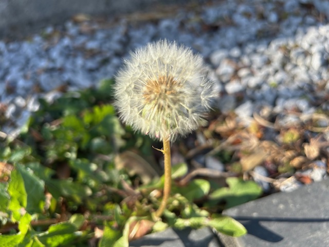 春が来た!! 鶴谷トーヨーテックのブログ 写真1