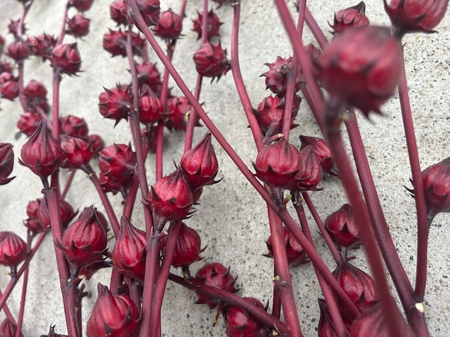 ローゼル??? 鶴谷トーヨーテックのブログ 写真2