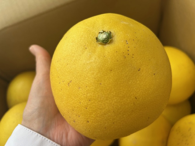 🍊文旦が届きました～🍊 鶴谷トーヨーテックのブログ 写真2