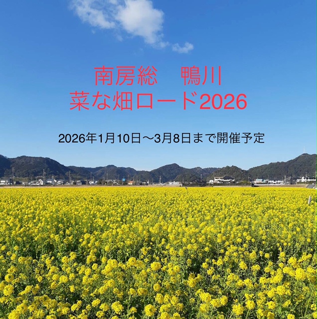 鴨川・菜な畑ロード満開です❀ 鶴谷トーヨーテックのブログ 写真3