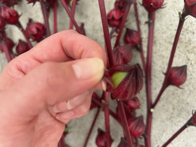 ローゼル??? 鶴谷トーヨーテックのブログ 写真3