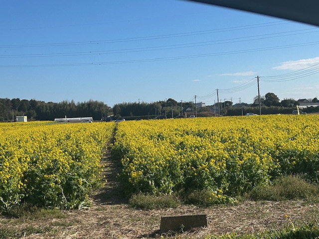 鴨川・菜な畑ロード満開です❀ 鶴谷トーヨーテックのブログ 写真1
