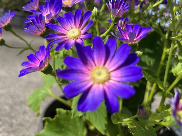 春が近づいてきたので～♫ 鶴谷トーヨーテックのブログ 写真3