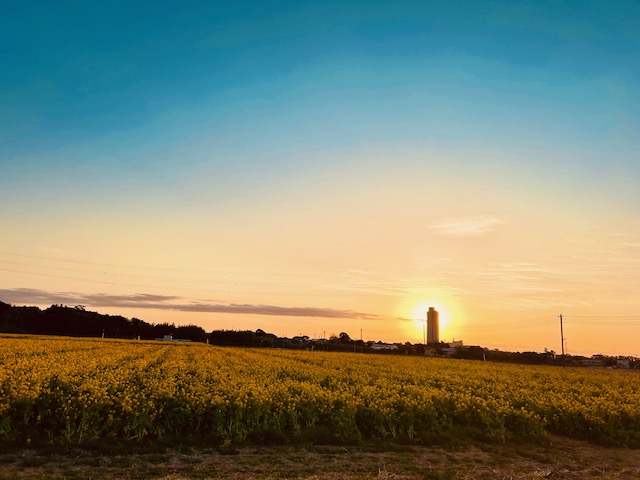 鴨川・菜な畑ロード満開です❀ 鶴谷トーヨーテックのブログ 写真2