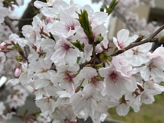 ❀桜が見頃です❀ 鶴谷トーヨーテックのブログ 写真1