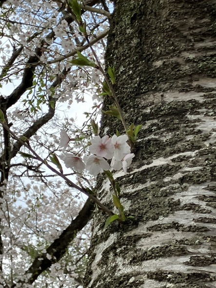 🌸桜🌸 相川スリーエフ 八街店のブログ 写真1