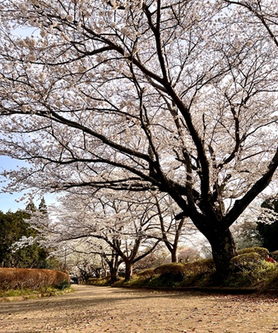 🌸桜🌸 相川スリーエフ 八街店のブログ 写真1