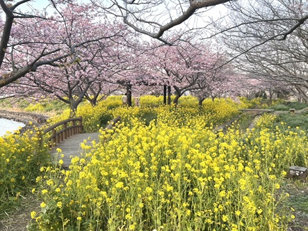 河津桜🌸 相川スリーエフ 八街店のブログ 写真1