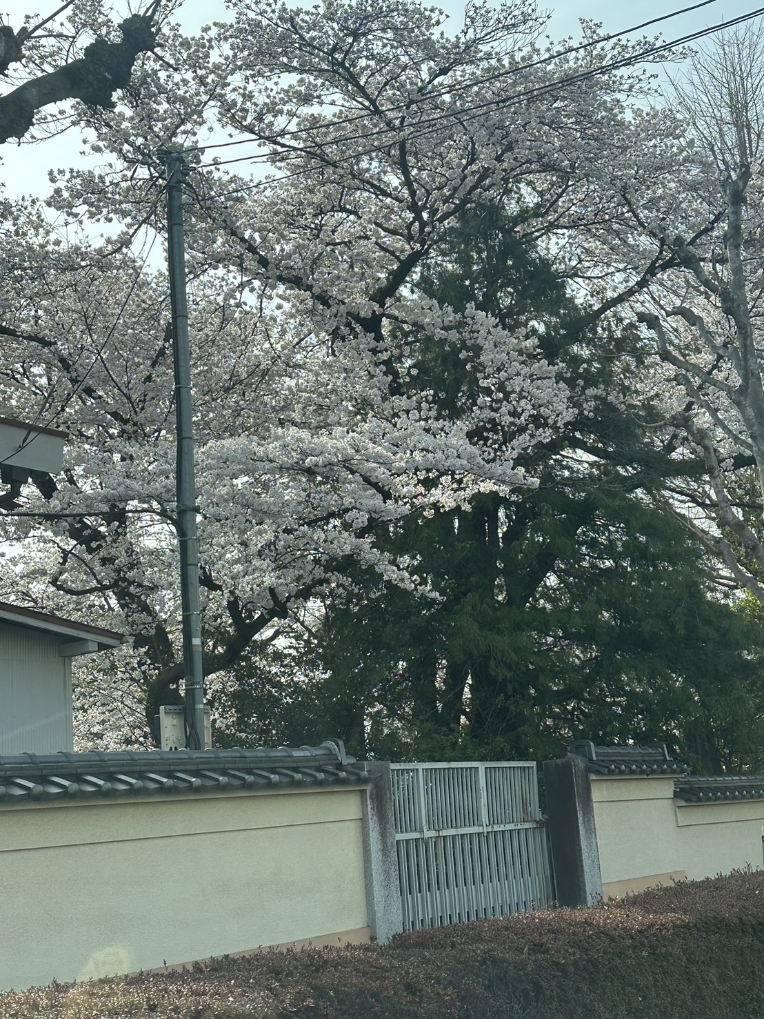桜🌸 エコプロのブログ 写真1
