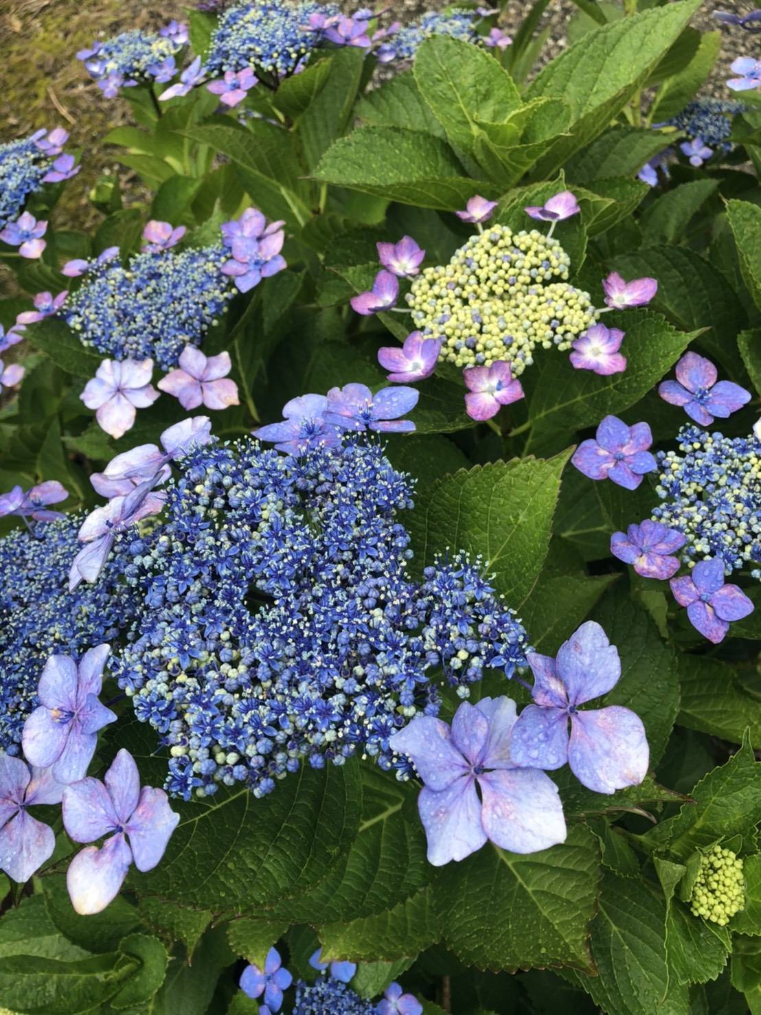 紫陽花がキレイな時期になりましたね♪ 大成トーヨー住器のブログ 写真2