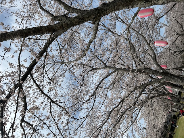 桜🌸 江﨑のブログ 写真1
