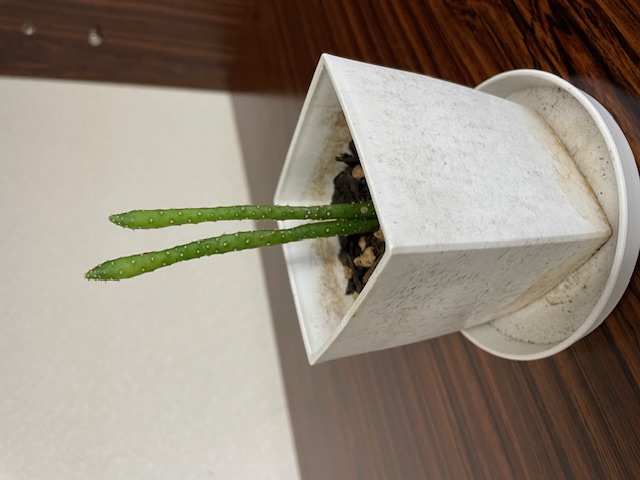 思っていたのと違う・・・ 三次トーヨー住器のブログ 写真2